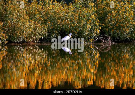 Un'erba innevata circondata da un muro di girasoli gialli fioriti che emettono graziosi riflessi nel lago sottostante. Foto Stock