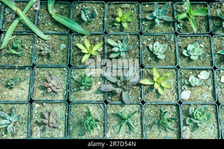 Propagazione succulenta di colore rosso, rosa, blu e verde Foto Stock