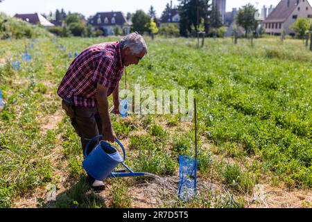 Staufen im Breisgau, Germania. 14th giugno, 2023. Il coltivatore di frutta Martin Geng Waters un giovane fico. Geng ha piantato fichi in un frutteto sperimentale per adattarsi ad un clima generalmente più secco. La persistente siccità nel sud del Baden sta causando problemi alla natura e molti agricoltori sono preoccupati per la resa delle colture. Credit: Philip von Ditfurth/dpa/Alamy Live News Foto Stock