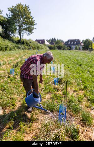 Staufen im Breisgau, Germania. 14th giugno, 2023. Il coltivatore di frutta Martin Geng Waters un giovane fico. Geng ha piantato fichi in un frutteto sperimentale per adattarsi ad un clima generalmente più secco. La persistente siccità nel sud del Baden sta causando problemi alla natura e molti agricoltori sono preoccupati per la resa delle colture. Credit: Philip von Ditfurth/dpa/Alamy Live News Foto Stock