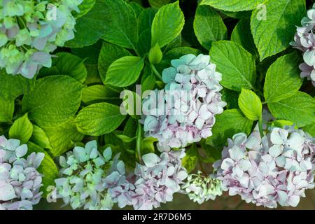 Bella fiori blu idrangea primo piano. Foto Stock