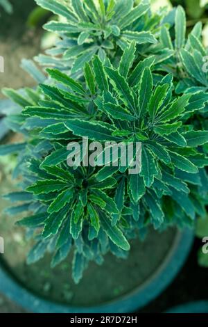 Plerandra elegantissima precedentemente chiamata Schefflera e Dizygotheca, un primo piano di piante sempreverdi. Messa a fuoco selettiva. Foto Stock