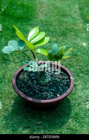 Zamia furfuracea o cicad messicano bella fogliame pianta primo piano. Foto Stock