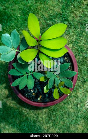 Palmo di cartone in una pentola decorativa in ceramica. vista dall'alto Foto Stock