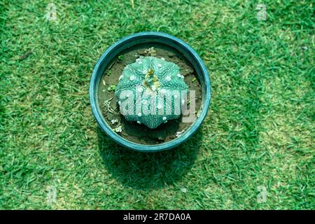 Astrophytum cactus primo piano in vaso di plastica nera. Vista dall'alto. Foto Stock