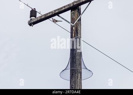 Rete di protezione in nylon o serpente intorno al palo elettrico per proteggere gli animali che si arrampicano con lo sfondo del cielo Foto Stock