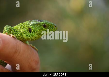 Lucertola verde seduta su una mano catturata in un parco in Ucraina Foto Stock