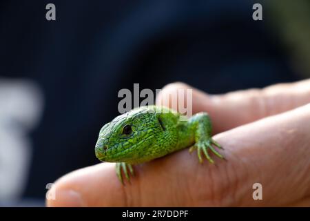 Lucertola verde seduta su una mano catturata in un parco in Ucraina Foto Stock