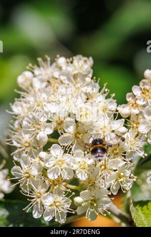 Fiore con un impollinante Bumblebee a coda di buff Foto Stock