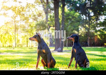 Due compagni canini siedono in un ambiente erboso, guardando in direzione dell'orizzonte Foto Stock
