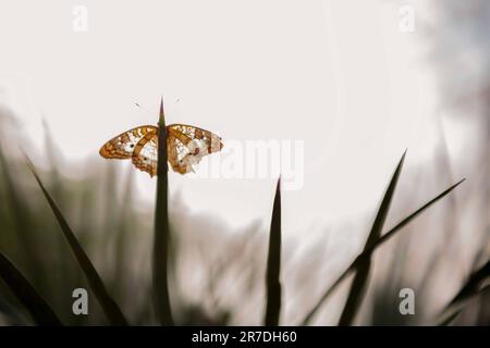Primo piano di una farfalla bianca di pavone (anartia jatrophae) foglia di pianta arroccata Foto Stock