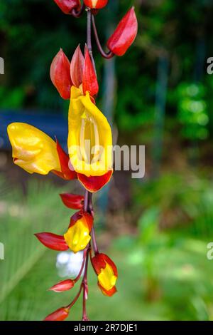 Thunbergia Mysorensis o vite slipper di signora. Giardino botanico di Madeira Foto Stock