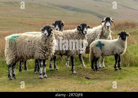 Swaledale pecora libera roaming su brughiere gestite nel Yorkshire Dales, Regno Unito. Quattro pecore e un agnello ben cresciuto. Rivolto in avanti. Orizzontale. Foto Stock