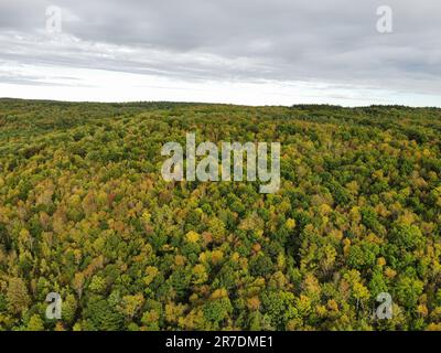 Una vista panoramica di un paesaggio naturale selvaggio, caratterizzato da alti pini sotto un cielo nuvoloso e da ondulate nuvole bianche sopra Foto Stock