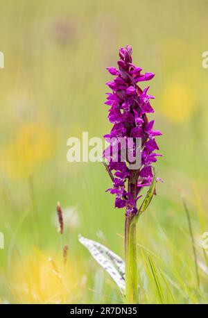 Portraid Orchidea di palude occidentale - Dactylorhiza majalis - nelle Alpi svizzere Foto Stock