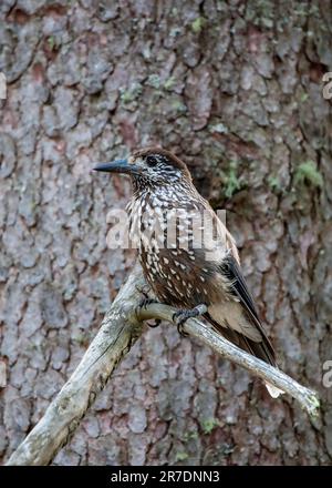 Ritratto di un nutcracker eurasiatico su un ramo di un albero delle alpi svizzere Foto Stock