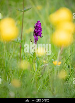 Portraid Orchidea di palude occidentale - Dactylorhiza majalis - nelle Alpi svizzere Foto Stock