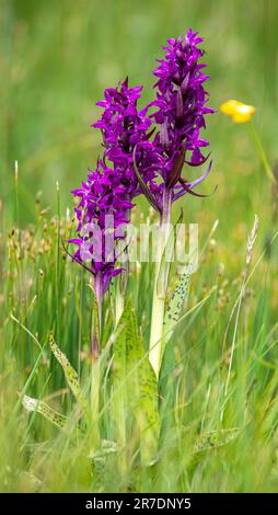 Portraid Orchidea di palude occidentale - Dactylorhiza majalis - nelle Alpi svizzere Foto Stock