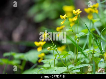 Viola giallo alpino, viola giallo artico o viola biflora biola. Foto scattata a giugno nelle Alpi svizzere. Foto Stock