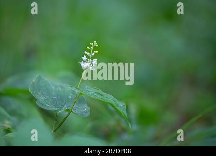 Il bifolium di Maianthemum - giglio falso della valle o giglio di maggio - è una pianta rhizomatous fiorente comune della famiglia delle Asparagaceae Foto Stock