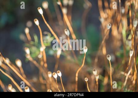 Sfondo sfocato caselle pop. Sfondo naturale con accento marrone. Adatto per il confezionamento di sacchetti, layout e giardino articles.Many scatole di papavero vedere Foto Stock
