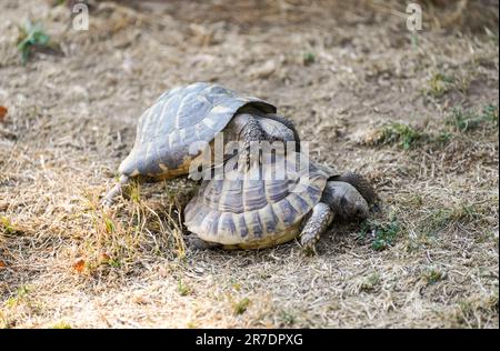 Due tartarughe si accoppiano. Stagione di accoppiamento negli animali. Foto Stock