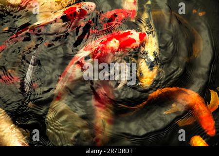 Koi Fish Pond Foto Stock