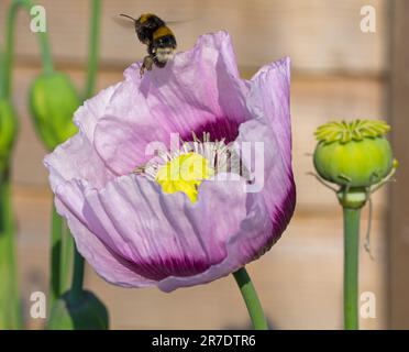 Bournemouth, Dorset UK. 15th giugno 2023. Tempo nel Regno Unito: Le api si nutrono di papaveri in un giardino che raccoglie polline la mattina presto in una calda giornata di sole a Bournemouth. Credit: Carolyn Jenkins/Alamy Live News Foto Stock