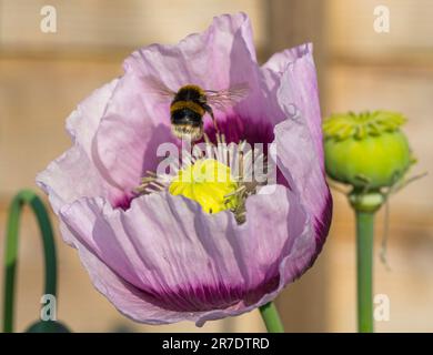 Bournemouth, Dorset UK. 15th giugno 2023. Tempo nel Regno Unito: Le api si nutrono di papaveri in un giardino che raccoglie polline la mattina presto in una calda giornata di sole a Bournemouth. Credit: Carolyn Jenkins/Alamy Live News Foto Stock