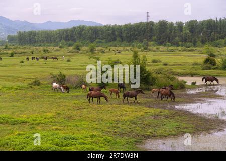 Cavallo marrone sale ai suoi piedi nel campo. Molti bei cavalli pascolano su un campo verde. Mandria di cavalli Foto Stock