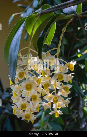 Primo piano di grappoli di fiori freschi bianchi e gialli di dendrobium palpebrae orchidee epifitiche che fioriscono all'aperto su sfondo naturale Foto Stock