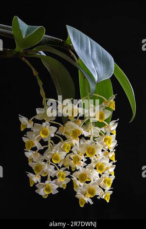 Vista in primo piano di gruppi fiorenti di fiori freschi bianchi e gialli di dendrobium palpebrae orchidee epifitiche isolate su sfondo nero Foto Stock