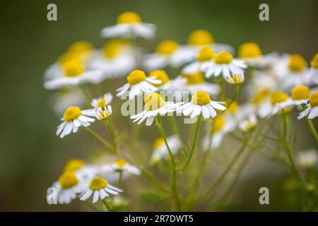 Chamolmile che cresce in un prato di fiori selvatici in un giorno d'estate Foto Stock