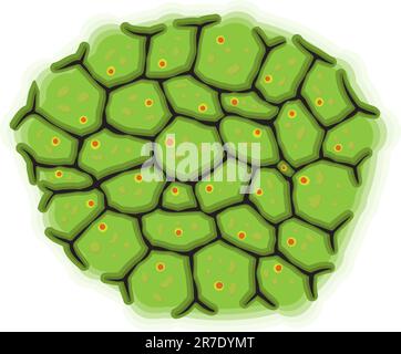 Illustrazione vettoriale - rappresentazione schematica delle cellule viventi Illustrazione Vettoriale