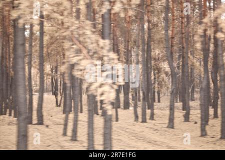 Sfondo sfocato di foresta bruciata. Foresta bruciata dopo un forte incendio in Ucraina Luhansk regione, Smolyaninovo. Incendi boschivi, foreste di pini che bruciano. Per Foto Stock