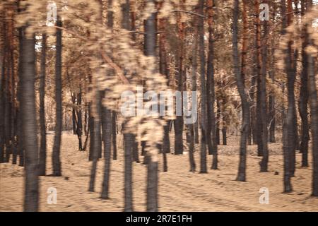 Sfondo sfocato di foresta bruciata. Foresta bruciata dopo un forte incendio in Ucraina Luhansk regione, Smolyaninovo. Incendi boschivi, foreste di pini che bruciano. Per Foto Stock