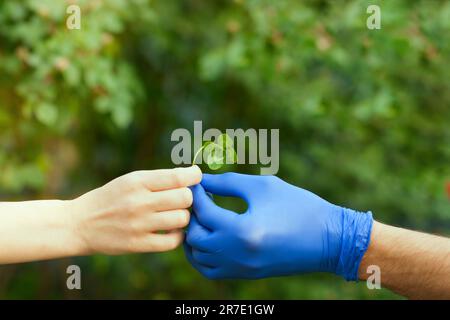 Un uomo in un guanto di protezione blu dona una foglia di trifoglio a una donna senza guanti. Una mano con guanti di protezione in lattice blu. Quattro foglie di trifoglio in mano Foto Stock