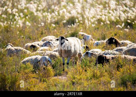 Questa immagine mostra un gregge di pecore che pascolano in un lussureggiante campo verde di erba alta Foto Stock