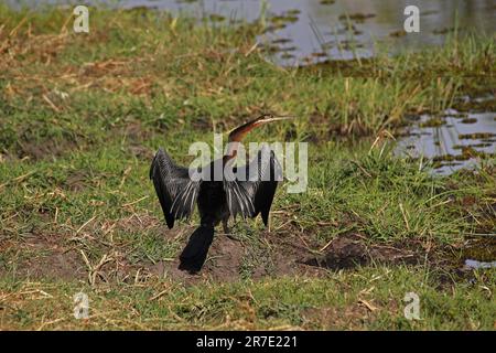 Darter Africano, anhinga rufa, Adulti in volo, Fiume Chobe, Delta dell'Okavango in Botswana Foto Stock