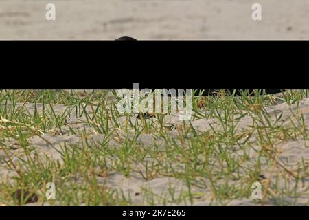 Black Skimmer, rynchops niger, Adulti, Chobe Park, Delta dell'Okavango in Botswana Foto Stock