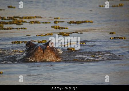 Ippopotamo, ippopotamo anfibio, Adulti in piedi in acqua, Fiume Khwai, Riserva Moremi, Delta di Okavango in Botswana Foto Stock