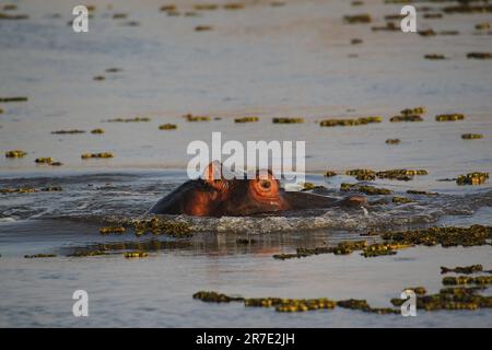 Ippopotamo, ippopotamo anfibio, Adulti in piedi in acqua, Fiume Khwai, Riserva Moremi, Delta di Okavango in Botswana Foto Stock