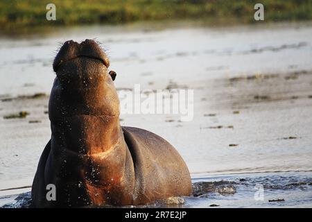 Ippopotamo, ippopotamo anfibio, Adulti in piedi in acqua, Fiume Khwai, Riserva Moremi, Delta di Okavango in Botswana Foto Stock