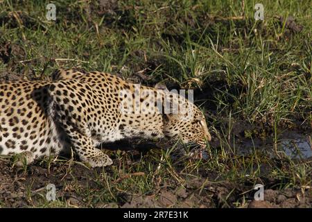 Leopardo, panthera pardus, femmina alla buca d'acqua, Moremi Reserve, Delta dell'Okavango in Botswana Foto Stock