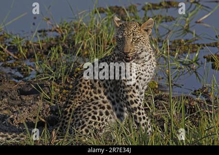 Leopardo, panthera pardus, Cub at Waterhole, Moremi Reserve, Okavango Delta in Botswana Foto Stock