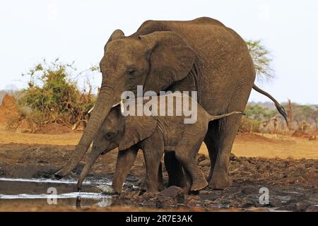 Elefante africano, loxodonta africana, femmina e vitello acqua potabile a Waterhole, vicino al fiume Chobe, Botswana Foto Stock