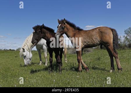 Camargue Horse, Mare e Foal in piedi a Meadow, Saintes Marie de la Mer nel sud della Francia Foto Stock