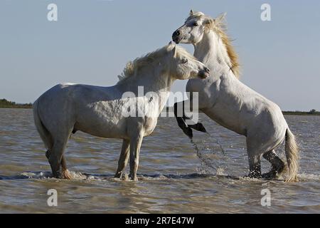 Cavallo Camargue, stalloni che combattono nella palude, Saintes Marie de la Mer nella Camargue, nel sud della Francia Foto Stock