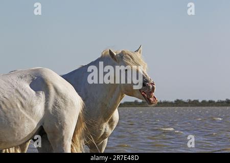 Camargue Horse, in piedi in palude, Stallion yawning, Saintes Marie de la Mer nel sud della Francia Foto Stock