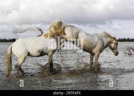 Cavallo Camargue, stalloni che combattono nella palude, Saintes Marie de la Mer nella Camargue, nel sud della Francia Foto Stock